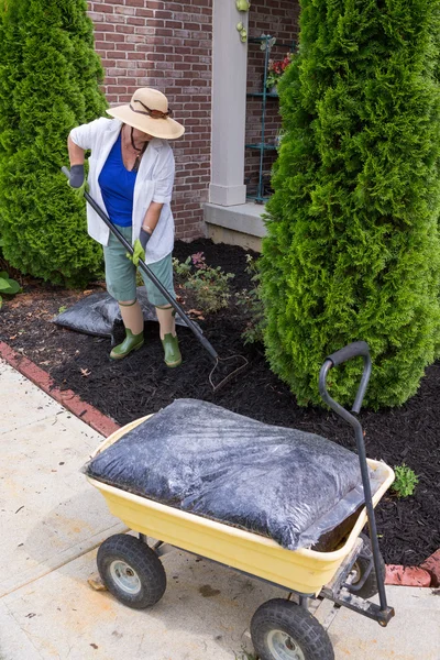 Senior woman mulching around arborvitaes — Stock Image Senior woman mulching around arborvitaes Stock Image