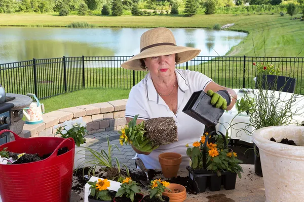 室内用植物を植え替えるシニア女性庭師 — ストック写真
