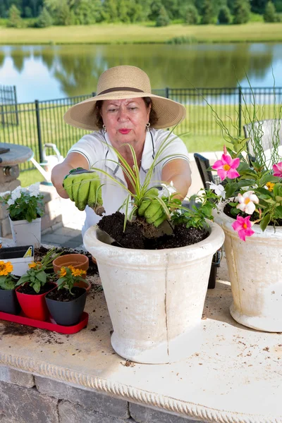 Senior lady potting up houseplants — Stock Photo, Image