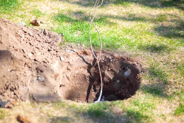 Kentsel alana ağaç dikmek. Parkta bahar işi. Genç bir ağacın dikim çukurundaki sapı. Şehrin gelişimi.