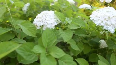 Beyaz ortancaların eritilmiş cilt bakımı. Bahçede çiçekler yetişiyor. Kırsalda çiçek açan büyük bir çalı.