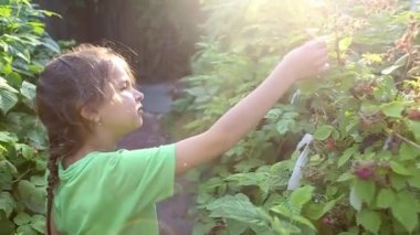 Bahçedeki bir kız çalılıktan ahududu topluyor ve orada yiyor. Yazın köyde güzel güneş ışığı