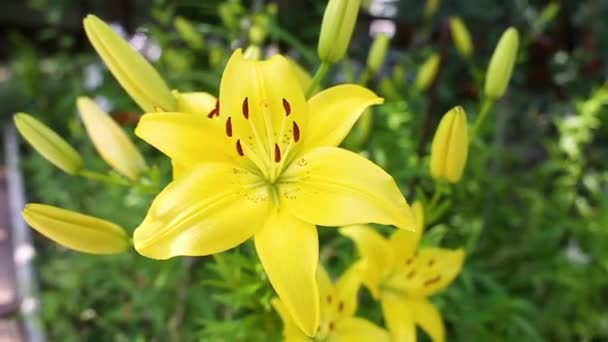 花园里长着一朵黄色的大百合花是美丽的 夏天在乡间或公园里种花 — 图库视频影像