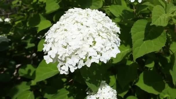 Aufgelöste Blütenstände Weißer Hortensien Garten Blumen Anbauen Großer Blühender Busch — Stockvideo