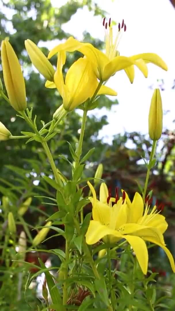 Ένα Μεγάλο Λουλούδι Ενός Κίτρινου Κρίνου Που Φυτρώνει Στον Κήπο — Αρχείο Βίντεο