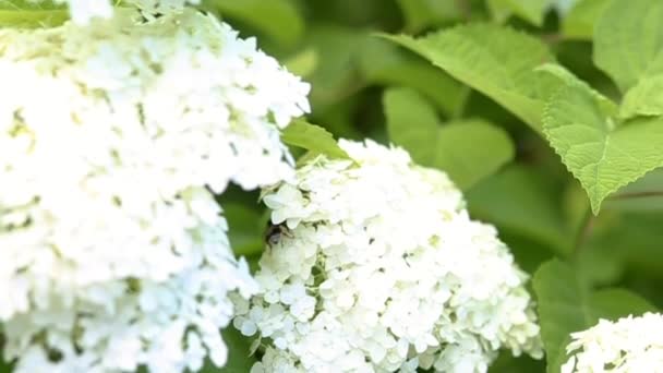 Rozpuszczony Kwiatostan Białej Hortensji Pszczoła Czołga Się Kwiatku Hortensji Ogrodzie — Wideo stockowe