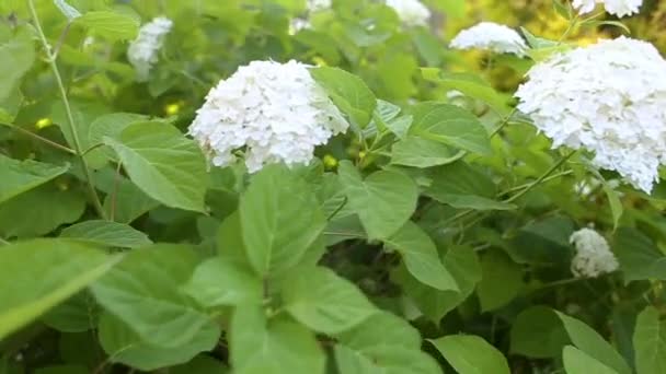 Beyaz Ortancaların Eritilmiş Cilt Bakımı Bahçede Çiçekler Yetişiyor Kırsalda Çiçek — Stok video