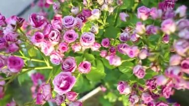 Kaldırımdaki küçük çalı güçlü bir şekilde çiçek açar. Yırtık bir gülün pembe çiçekleri.