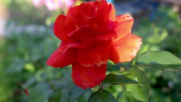 Uma Bela Rosa Vermelha Oscila Vento Flor Cresce Uma Estufa — Vídeo de Stock