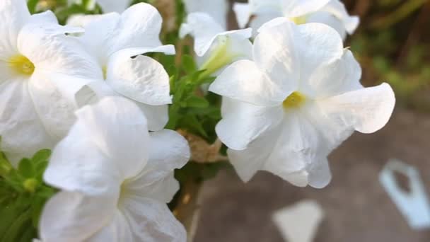 Χαλαρά Λουλούδια Λευκών Και Κόκκινων Πετούνιων Καλλιέργεια Λουλουδιών Στον Κήπο — Αρχείο Βίντεο