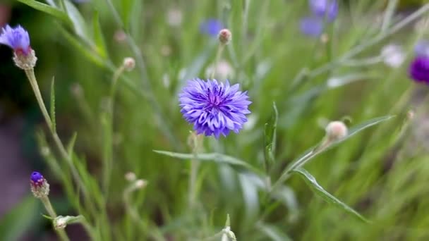 Loose Flowers Blue Cornflowers Growing Flowers Garden Field Plants Park — Stock Video