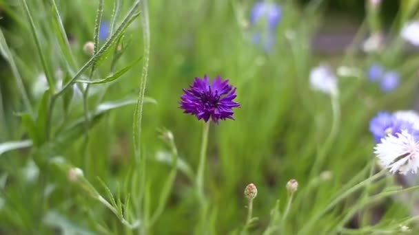 Kék Búzavirág Laza Virágai Virágokat Termesztek Kertben Szabadföldi Növények Parkban — Stock videók