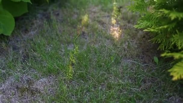Constellation Dissoute Hortensia Blanche Des Fleurs Poussent Dans Jardin Grand — Video