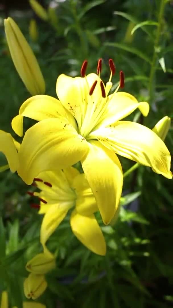 Uma Grande Flor Lírio Amarelo Crescendo Jardim Bonita Cultivar Flores — Vídeo de Stock