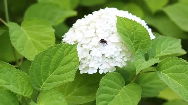 Aufgelöste Blütenstände Weißer Hortensien Eine Biene Krabbelt Auf Einer Hortensienblume — Stockvideo