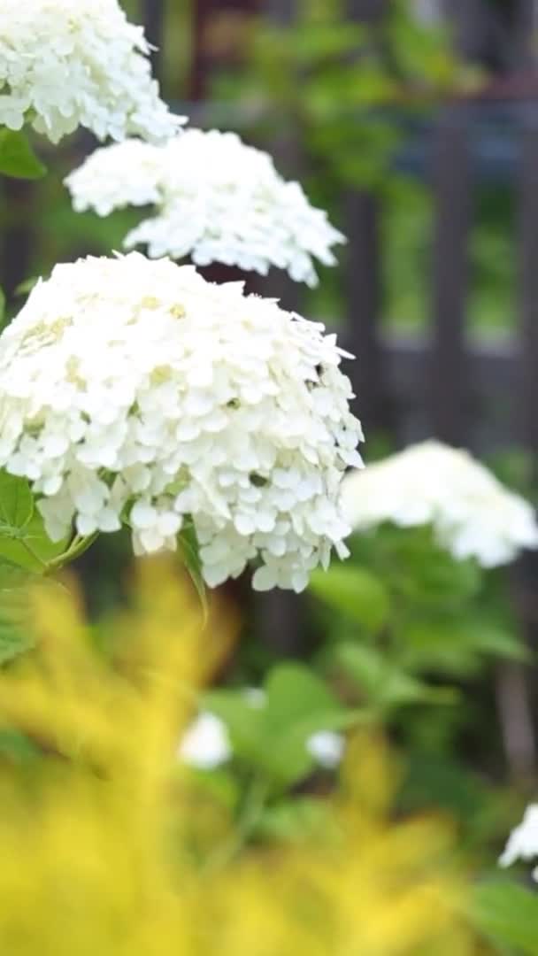 Inflorescencia Disuelta Hortensias Blancas Cultivando Flores Jardín Gran Arbusto Floreciente — Vídeos de Stock