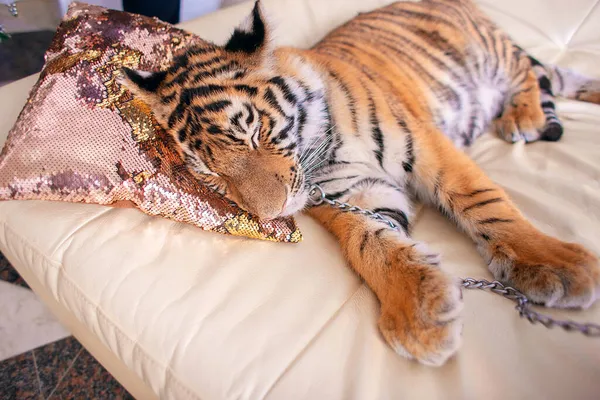 A tired tiger cub sleeps on the sofa with his head resting on a pillow. Symbol of the year 2022. Year of the tiger according to the Eastern calendar