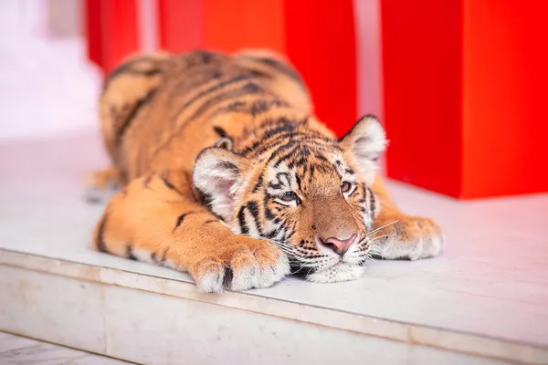 Ein Müdes Tigerjunges Döst Auf Dem Boden Und Legt Seinen — Stockfoto