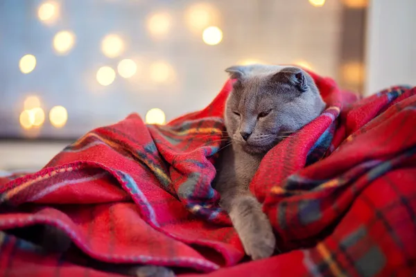 Mooie Grijze Vouw Britse Kat Slapen Verpakt Een Rode Ruit — Stockfoto