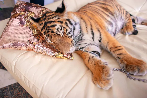 Filhote Tigre Cansado Dorme Sofá Com Cabeça Apoiada Travesseiro Símbolo Fotografias De Stock Royalty-Free
