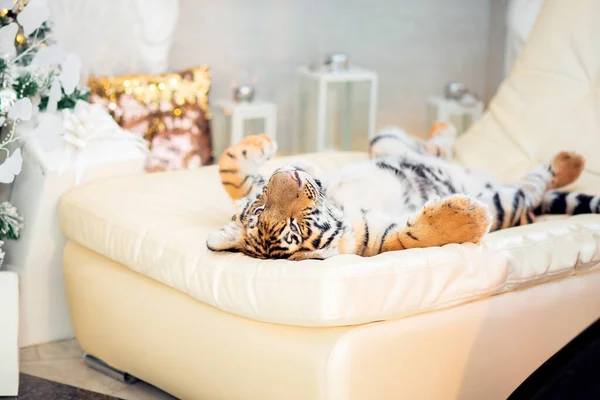 Pequeno Filhote Tigre Está Relaxando Sofá Quarto Ano Novo Filhote Imagem De Stock