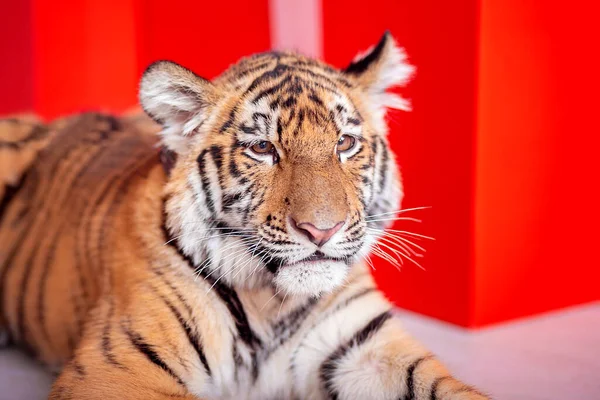 Tygrysie Szczenię Leży Marmurowej Podłodze Pałacu Symbol Roku 2022 Rok Obrazy Stockowe bez tantiem