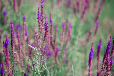Blooming sage field. Summer season, flowering of different herbs. Purple flowers