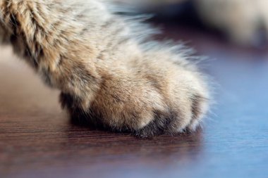 Bir kedinin pençesine yakın çekim. Kedi masanın üzerinde oturuyor, kedinin patisi yakın görünüyor..