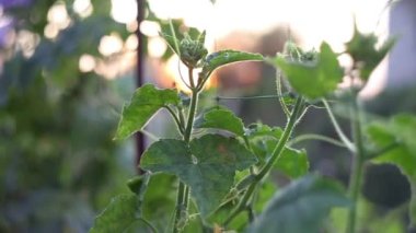 Salatalık çalısı bahçede bir yatakta yetişir. Genç salatalıklar çalılıklarda yetişir. Bahçede sebze yetiştiriyor.