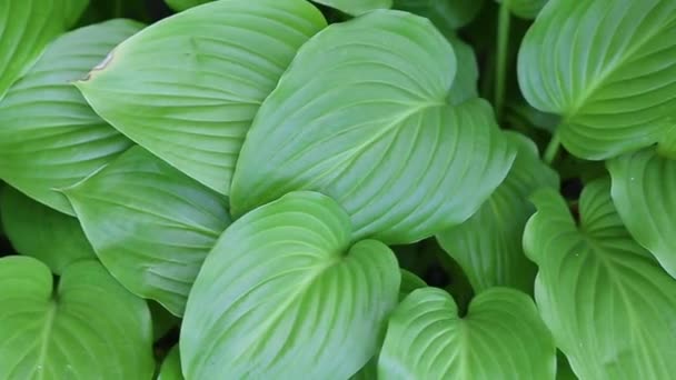 Beautiful Green Hosta Leaves Large Lily Leaves Background Jungle Walk — Stock Video