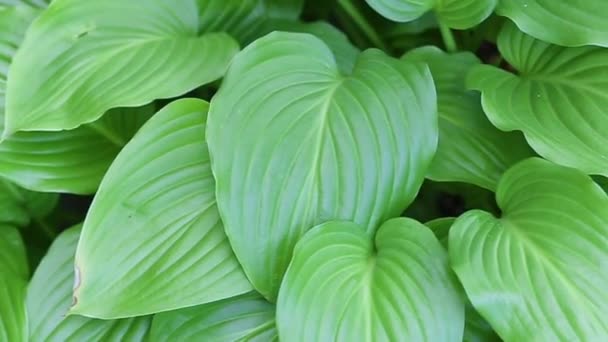 Beautiful Green Hosta Leaves Video Rotates Circle Large Lily Leaves — Stock Video