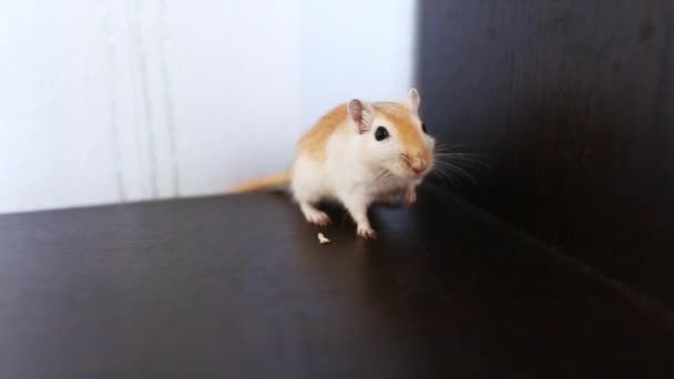 レッド ガービルは家でテーブルの周りを走っている かわいい国内のマウスは棚の上を歩く ニンブルペット — ストック動画