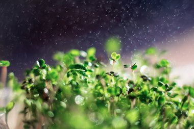 Pencere pervazında farklı salataların mikro yeşillikleri. Yeşillikleri suluyorum. Damlalardan güzel bokeh