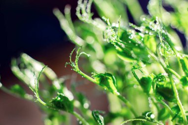 Pencerede büyüyen bezelye mikroçimleri. Bezelyelerin dallarına düşer.