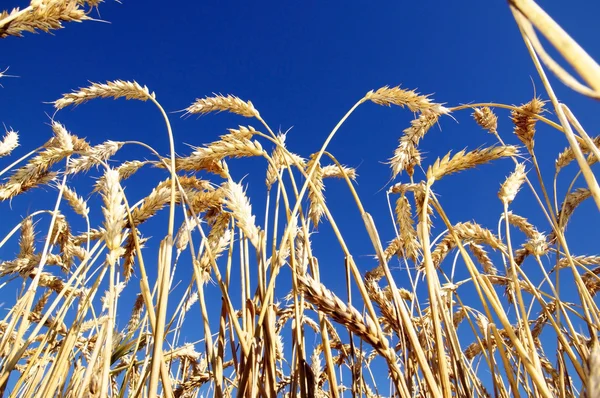 Ripe Wheat — Stock Photo, Image