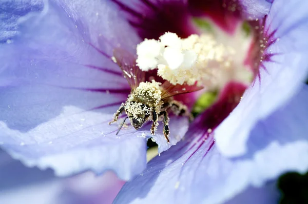 Miután pollenizing méh — Stock Fotó