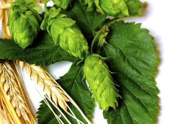 Beer Ingredients — Stock Photo, Image