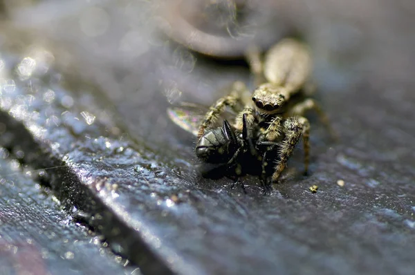 Wolf spider med fluga — Stockfoto