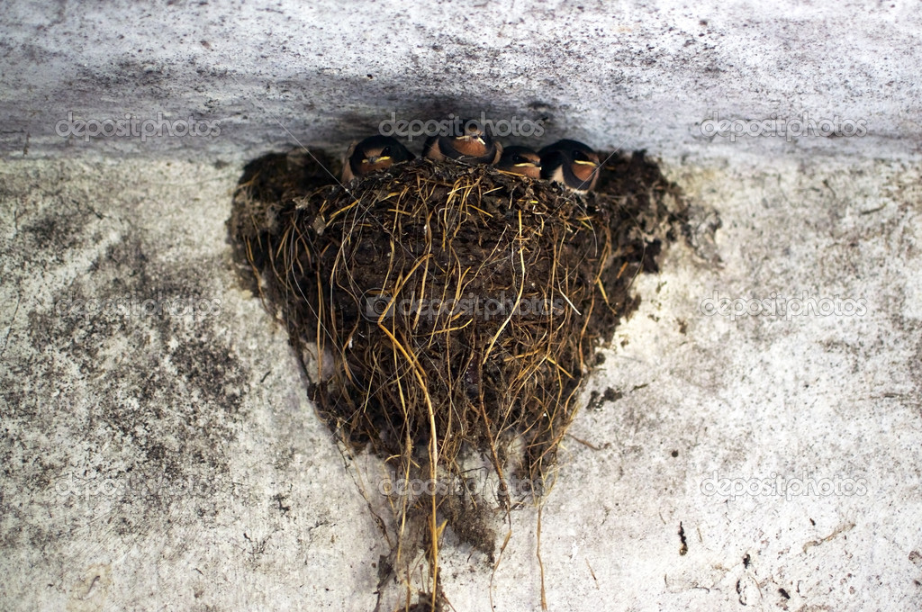 Swallow's Nest in a Barn