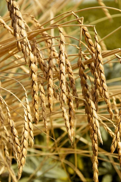 yazıldığından veya yazıldığından buğday