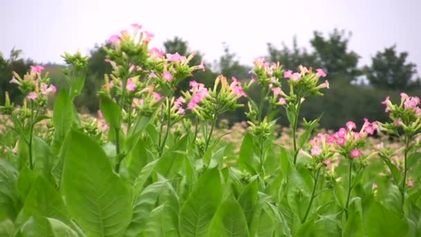 烟草植物 — 图库视频影像