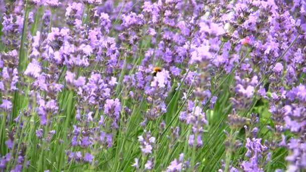 ラベンダーの花ストック動画 ロイヤリティフリーラベンダーの花動画 Depositphotos