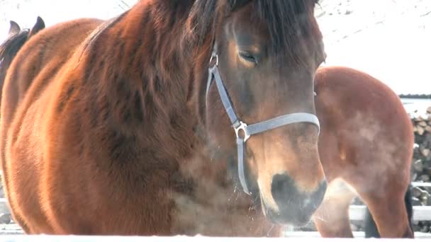 在冬天中的马 — 图库视频影像