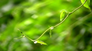 yağmur damlası ile şube