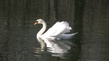 Kuğu Şahlanan