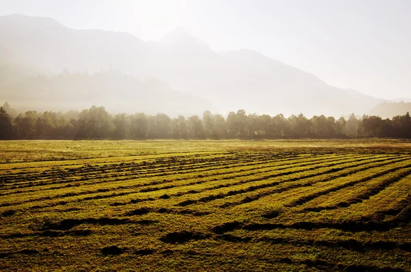saman hasat Alp Dağları'nın eteklerinde
