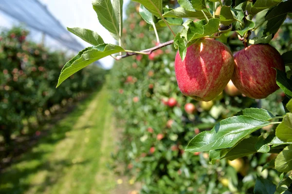 Pommes mûres dans une plantation — Photo