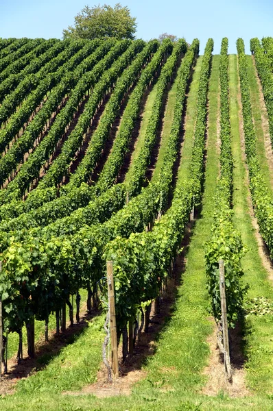 Wijngaard op een heuvel — Stockfoto