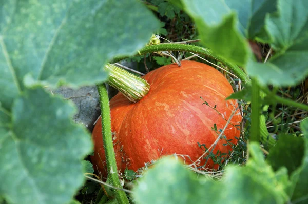 Pumpkin — Stock Photo, Image