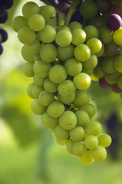 Uvas de vino en la vid — Foto de Stock